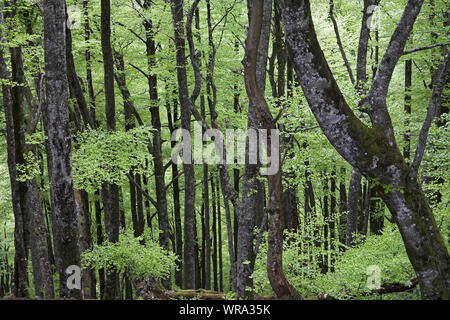 Buche Fagus sylvaticus Waldgebiet Bosque del Irati Pyrenäen Region Navarra Spanien Stockfoto