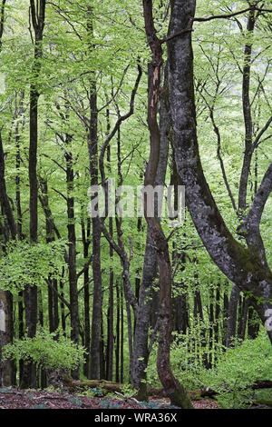 Buche Fagus sylvaticus Waldgebiet Bosque del Irati Pyrenäen Region Navarra Spanien Stockfoto