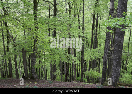 Buche Fagus sylvaticus Waldgebiet Bosque del Irati Pyrenäen Region Navarra Spanien Stockfoto