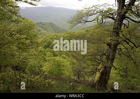 Buche Fagus sylvaticus Waldgebiet Bosque del Irati Pyrenäen Region Navarra Spanien Stockfoto