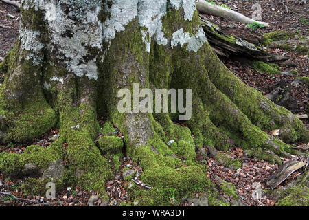 Buche Fagus sylvaticus Waldgebiet Bosque del Irati Pyrenäen Region Navarra Spanien Stockfoto