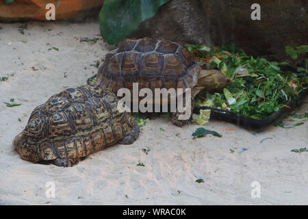 Leopard Schildkröte und Afrikanischen trieb Schildkröte in Gefangenschaft ein Terrarium Stockfoto