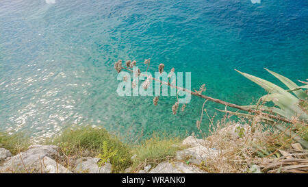 Agave Blume, Felsstrand, Bue transparenten Meer Stockfoto