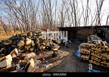 Stapel von stückholz ausserhalb des Hauses. Proselochny Cordon. Lazovsky Nature Reserve, sikhote-alin Mountain Range. Primorski Krai. Russland, Asien Stockfoto