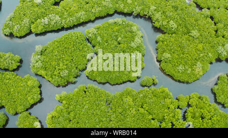 Fluss in tropischen Mangroven green tree forest Ansicht von oben. Mangrove Dschungel, Bäume, Fluss. Mangrove Landschaft Stockfoto