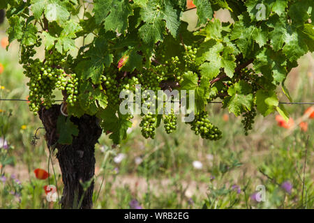 Saint-Emilion Region, Frankreich. Malerische Ansicht der jungen Trauben wachsen in einem Weinberg in der St Emilion Region in Frankreich. Stockfoto