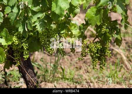 Saint-Emilion Region, Frankreich. Malerische Ansicht der jungen Trauben wachsen in einem Weinberg in der St Emilion Region in Frankreich. Stockfoto