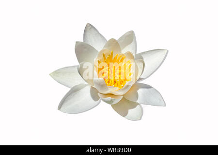 Europäische weiße Seerose, Wasser Rose oder Nenuphar, Nymphaea alba, Blume Nahaufnahme. Isoliert weißer Hintergrund. Stockfoto
