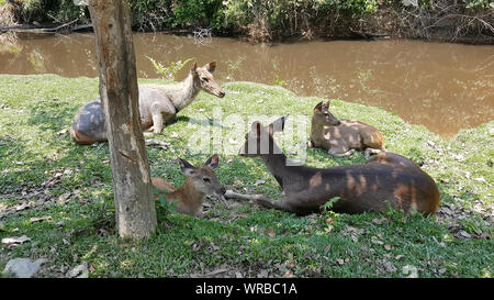 Viele Hirsche unter einem Baum auf der Wiese schlafen. Stockfoto