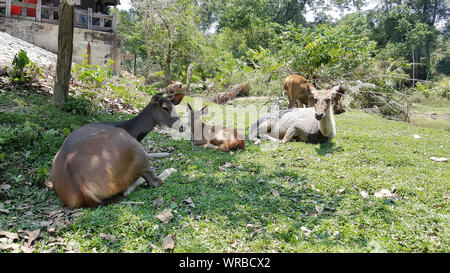 Viele Hirsche unter einem Baum auf der Wiese schlafen. Stockfoto