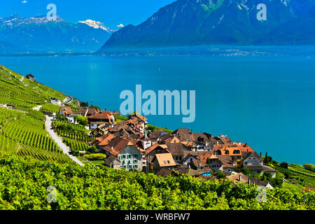 Weinbau Dorf Epesses am Genfer See in der zum UNESCO-Weltkulturerbe Lavaux Weinberg Region Waadt, Schweiz Stockfoto