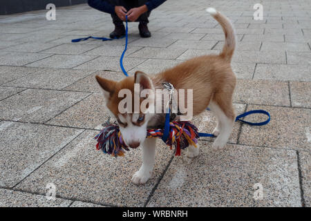 Husky Welpen spielen mit Spielzeug Hund die Sibirischen schöne weiße und braune Hund. Stockfoto