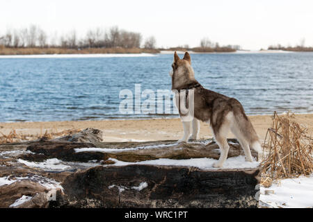 Portrait von Husky Hund. Hund bewundern im Winter verschneite Strand und das Meer. Stockfoto