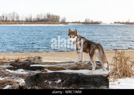 Portrait von Husky Hund. Hund bewundern im Winter verschneite Strand und das Meer. Stockfoto