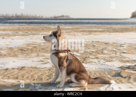 Portrait von Husky Hund. Hund bewundern im Winter verschneite Strand und das Meer. Stockfoto