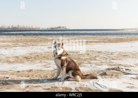 Portrait von Husky Hund. Hund bewundern im Winter verschneite Strand und das Meer. Stockfoto