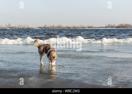 Portrait von Husky Hund. Hund bewundern im Winter verschneite Strand und das Meer. Stockfoto