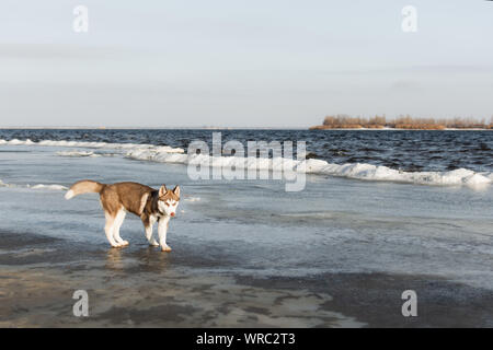 Portrait von Husky Hund. Hund bewundern im Winter verschneite Strand und das Meer. Stockfoto