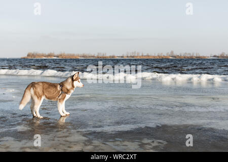 Portrait von Husky Hund. Hund bewundern im Winter verschneite Strand und das Meer. Stockfoto