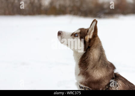 Portrait von Husky Hund. Hund genießen Sie den Winter und Schnee. Stockfoto