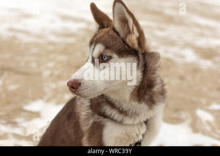 Portrait von Husky Hund. Hund genießen Sie den Winter und Schnee. Stockfoto