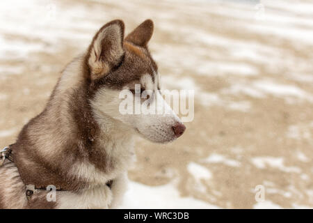 Portrait von Husky Hund. Hund genießen Sie den Winter und Schnee. Stockfoto