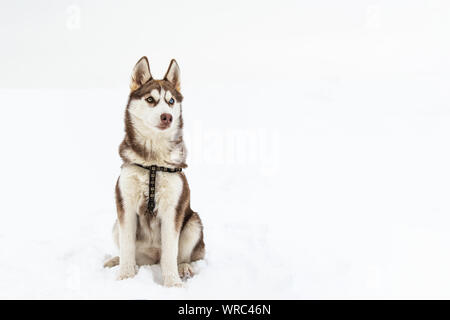 Portrait von Husky Hund auf weißem Hintergrund. Hund bewundern Sie die schneereiche Winter. Stockfoto