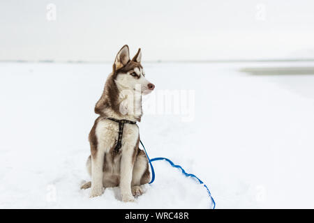 Portrait von Husky Hund auf weißem Hintergrund. Hund genießen Sie den Winter und Schnee. Stockfoto