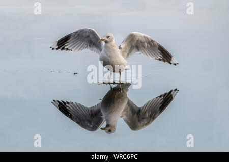 Sturmmöwe, Larus canus, fliegen von einem gefrorenen See im Winter, refleted im Eis, in Schottland Stockfoto