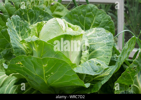 Frische grüne Kraut im Garten. Die Blätter sind durch eine Schnecke gefressen Stockfoto