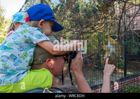 Kleiner Junge sitzt auf den Schultern seines Vaters einen niedlichen Eichhörnchen Affe hinter einem Zaun in einem Zoo, während Vati Bilder mit seiner Kamera nimmt Stockfoto