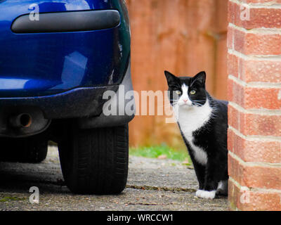 Reife schwarze und weiße Katze mit yeallow Augen sitzt in der Nähe von Blue Auto. Haustier in einem städtischen Umfeld. Verloren die Katze auf der Straße. Foto. Stockfoto