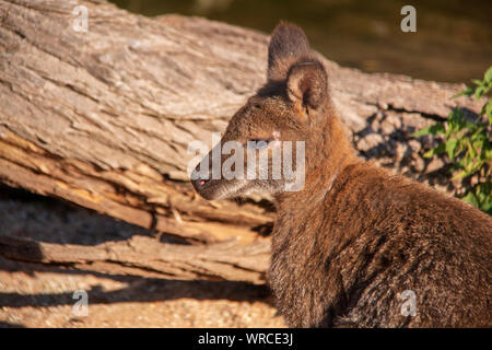 Nahaufnahme Porträt einer niedlichen Bennetts Wallaby (Macropus rufogriseus) Stockfoto