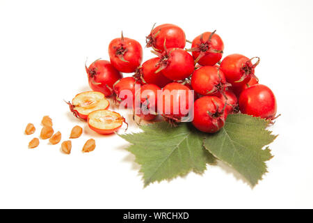 Rote Beeren von Rosa moschata, bekannt als Weißdorn, mayblossom, maythorn, quickthorn, Weißdorn, motherdie, isoliert auf weißem Stockfoto