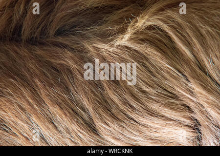 Nahaufnahme der Woolly lange haare im Fell eines Linnaeus zwei-toed Sloth (Choloepus didactylus) Stockfoto