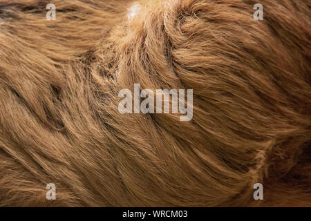 Nahaufnahme der Woolly lange haare im Fell eines Linnaeus zwei-toed Sloth (Choloepus didactylus) Stockfoto