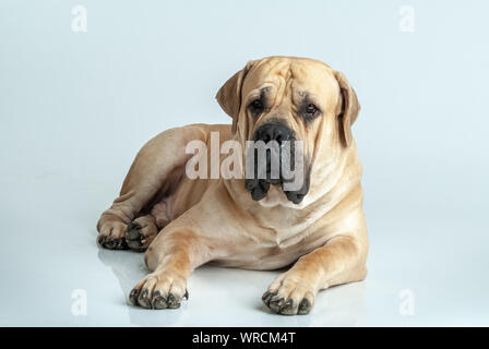 Hund Boerboel, Südafrikanische Mastiff. Stockfoto