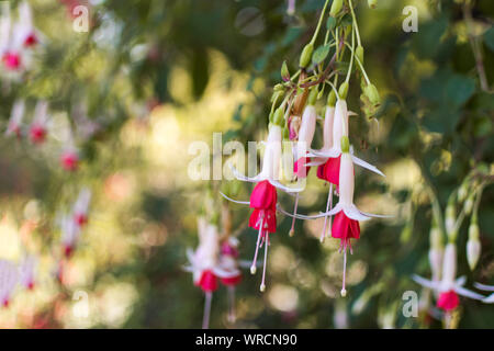 Fuchsie Blüte. Pinkfarbene Blüten in Schattierungen von Rosa, Violett und Weiß. Stockfoto