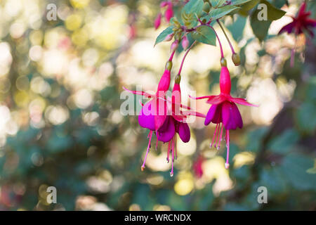 Fuchsie Blüte. Pinkfarbene Blüten in Schattierungen von Rosa, Violett und Weiß. Stockfoto