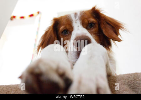 Portrait der Bretagne oder Breton Spaniel hund Stockfoto