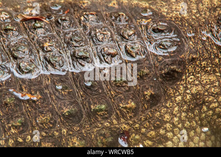 Blick auf den Körper und die Haut Textur einer brillenbär Kaimane (Caiman crocodilus) im Wasser ruhen Stockfoto