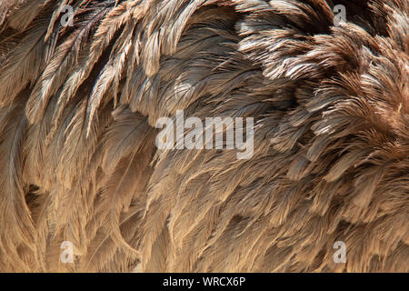 Gefieder eines Erwachsenen größer Nandu (Rhea americana) Stockfoto