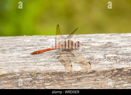 Eine schöne gemeinsame Darter Dragonfly (Sympetrum striolatum) hocken auf einem Holzzaun. Stockfoto