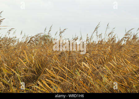 Schilfgras, Reed pipe vor Grauen windigen Himmel, Herbst Trave im Norden Deutschlands Freiheit Stockfoto