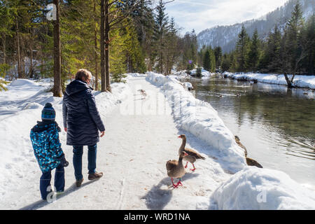 5 Jahre alten Jungen mit Großmutter, die graugänse auf dem Gehweg entlang der Alm River in der Nähe von Grünau im Almtal, OÖ, Österreich Stockfoto