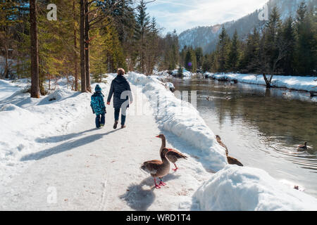 5 Jahre alten Jungen mit Großmutter, die graugänse auf dem Gehweg entlang der Alm River in der Nähe von Grünau im Almtal, OÖ, Österreich Stockfoto