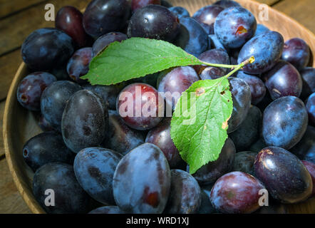 Sieversdorf, Deutschland. 08 Sep, 2019. Frisch Pflaumen liegen in einer Schüssel abgeholt. Foto: Patrick Pleul/dpa-Zentralbild/ZB/dpa/Alamy leben Nachrichten Stockfoto