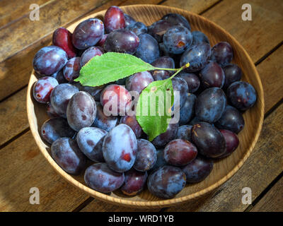 Sieversdorf, Deutschland. 08 Sep, 2019. Frisch Pflaumen liegen in einer Schüssel abgeholt. Foto: Patrick Pleul/dpa-Zentralbild/ZB/dpa/Alamy leben Nachrichten Stockfoto