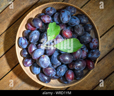 Sieversdorf, Deutschland. 08 Sep, 2019. Frisch Pflaumen liegen in einer Schüssel abgeholt. Foto: Patrick Pleul/dpa-Zentralbild/ZB/dpa/Alamy leben Nachrichten Stockfoto