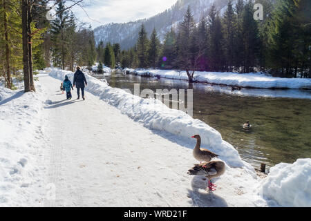 5 Jahre alten Jungen mit Großmutter, die graugänse auf dem Gehweg entlang der Alm River in der Nähe von Grünau im Almtal, OÖ, Österreich Stockfoto